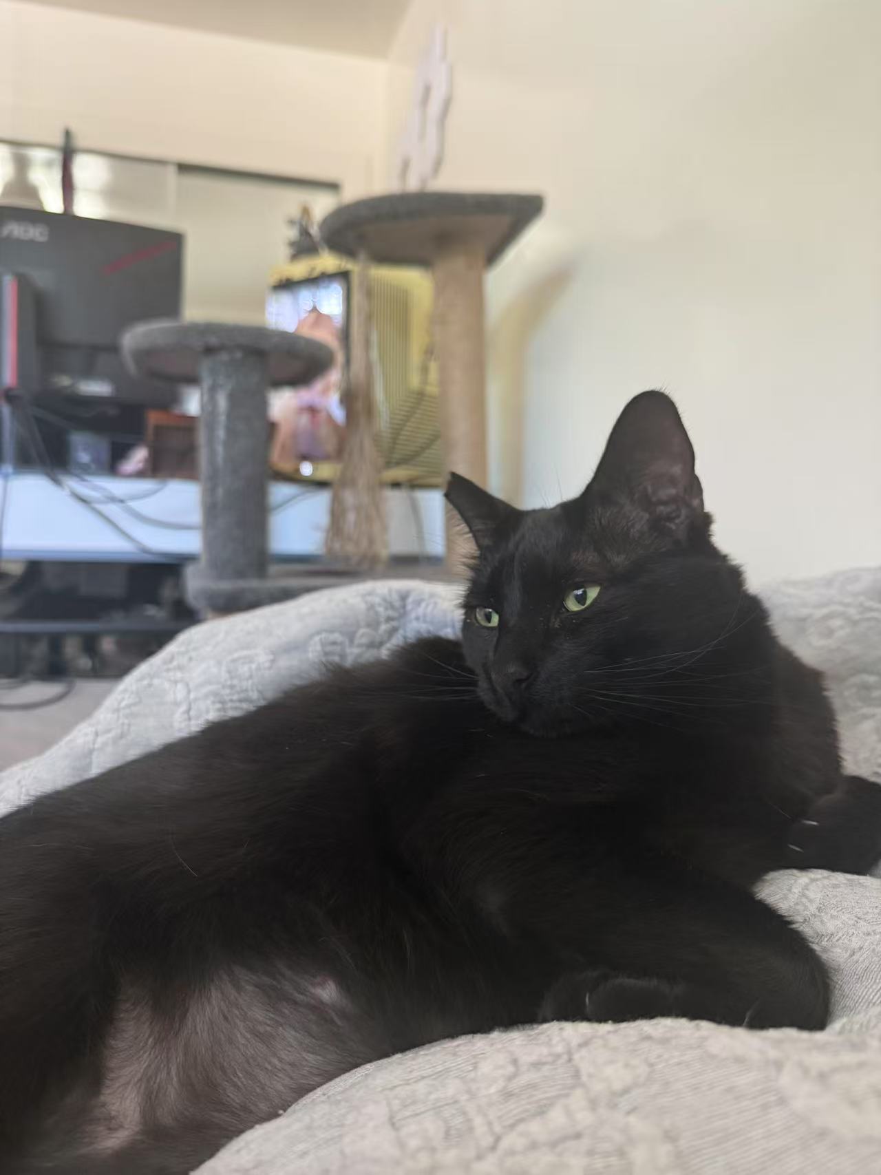 Cat 1