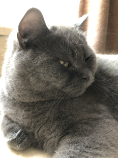 Cat 2
